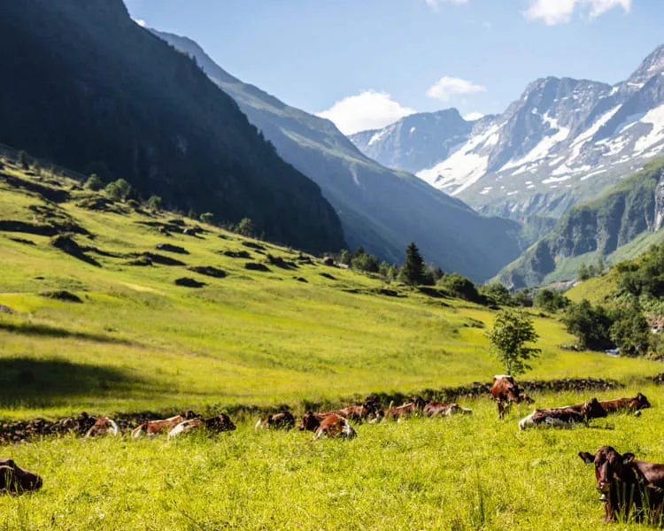 Alpenlandschaft mit Kühen und schneebedeckten Bergen