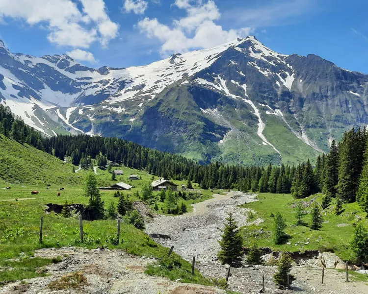 Berglandschaft mit schneebedeckten Gipfeln und grünen Wiesen