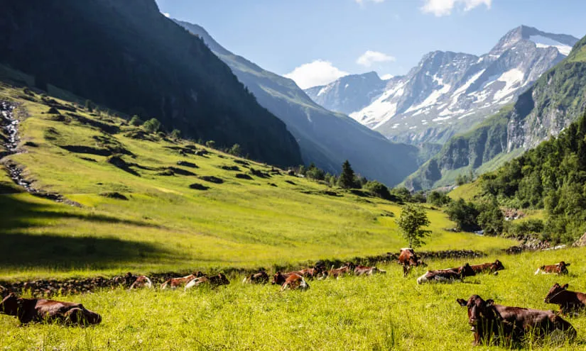Weite Wiese mit Kühen vor bergiger Landschaft.